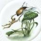 Preview: Porzellanteller | Pan mit Maikäfer - Pans versunkener Garten