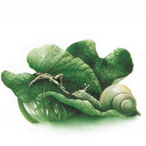Porzellankanne | Pans versunkener Garten